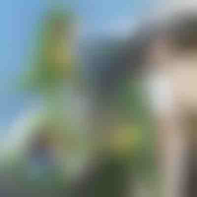 Çantë shpine 3D në formë dinosauroshi | DINOBACK