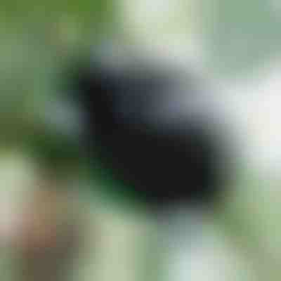 Kuti për Propagimin e Rrënjëve të Shëndetshme (5 copë) | ROOTY